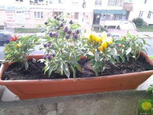 Ardeiuțe