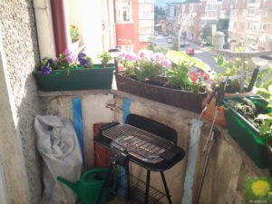Unsere Blumen
