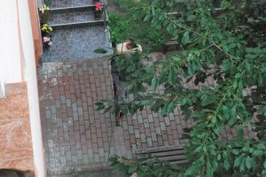 Gartenspritze