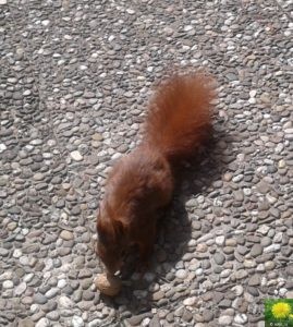 Eichörnchen