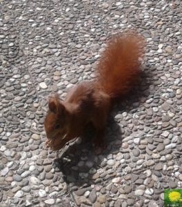 Eichhörnchen