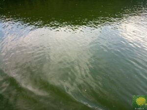 Müll, knapp unter der Wasseroberfläche