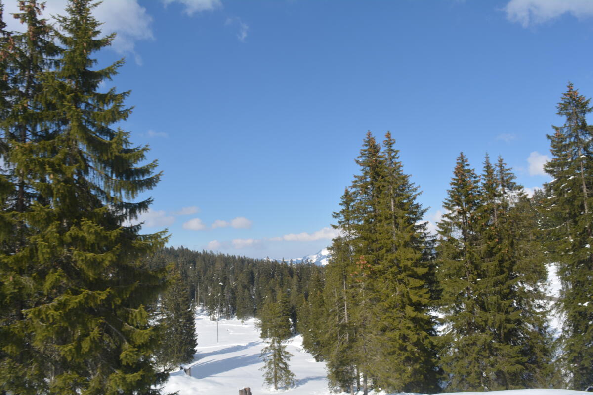 DSC 0504
