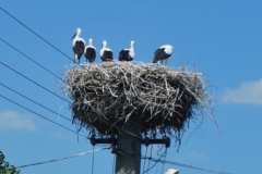 Storch