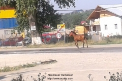 pferd