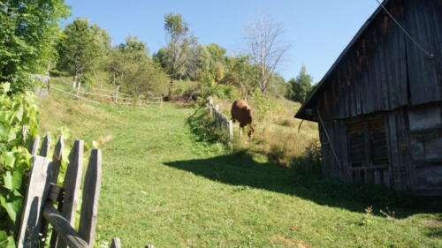 SONY DSC