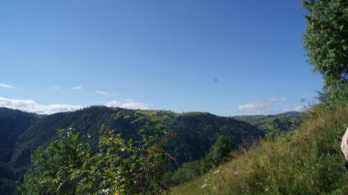 SONY DSC