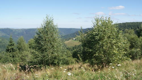 SONY DSC
