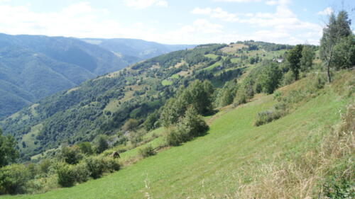 SONY DSC