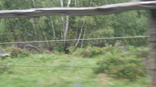 SONY DSC